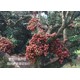 果樹價值評估圖