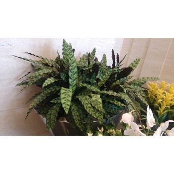 沈陽工廠花卉養(yǎng)護(hù)廠家