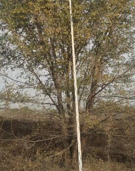 甘肅蘭州高度7米的叢生榆樹基地,叢生白榆樹