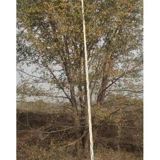 河南南陽(yáng)高度7米的叢生榆樹(shù)基地,叢生白榆樹(shù)