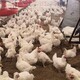 合肥養雞場經營損失評估方案圖