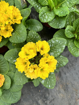 報春種植基地