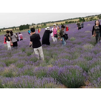 薰衣草培育基地花色鲜艳长势好可露地栽植公园花坛工程苗