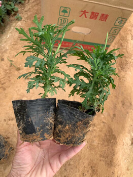 黃金菊杯苗批發(fā)基地