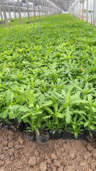 黃金菊杯苗批發(fā)基地