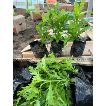黃金菊杯苗種植基地