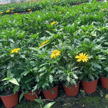 黃金菊杯苗批發(fā)基地
