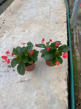 青州大花海棠批發(fā)基地