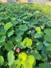 草花批發(fā)基地圖片