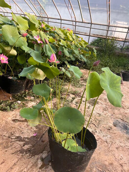 基地供應荷花