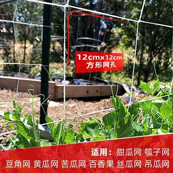 植物爬藤網絲瓜葡萄月季黃瓜攀爬網百香果搭架網園藝家用大網格