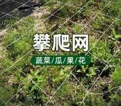 植物爬藤网园艺网种植牵引网无结网塑料园艺攀爬网