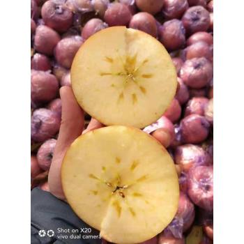 陕西红富士苹果价格，纸加膜红富士苹果产地批发多少钱一斤