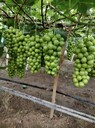 陽(yáng)光玫瑰葡萄，陜西大荔陽(yáng)光玫瑰產(chǎn)地，冷庫(kù)陽(yáng)光玫瑰葡萄價(jià)格