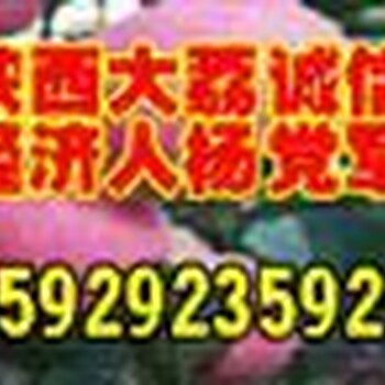 紅香酥梨，陜西紅香酥梨基地，大荔紅香酥梨產(chǎn)地，紅香酥梨代辦。