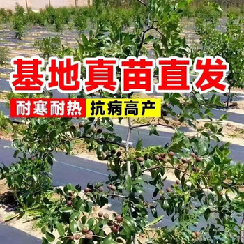 高產(chǎn)藥材用雙仁酸棗樹苗產(chǎn)地+晉酸三號(hào)雙仁酸棗樹批發(fā)