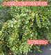 6ff7238a78033788dc83447c5bd484b_副本.jpg
