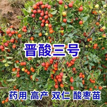 高產(chǎn)雙仁酸棗苗批發(fā)基地+晉酸三號(hào)高產(chǎn)酸棗苗批發(fā)價(jià)格