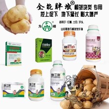 為峰肥業(yè)地三胖-地下根莖作物控旺膨大增產(chǎn)葉面肥廠家圖片