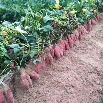 新疆脫毒基地原原脫毒紅薯種供應