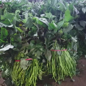 新疆紅薯苗基地供應(yīng)脫毒紅薯種