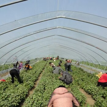 2024年脫毒紅薯苗大量出售中中-品種-價格優(yōu)惠-質(zhì)量好