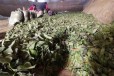 脱毒红薯苗培育基地-高淀粉食用型美国9408-产亩产万斤