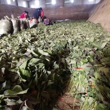 大量供應(yīng)高淀粉紅薯種圖片