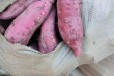 文杰家庭农场大量供应原种脱毒红薯苗烟薯25红薯苗品质