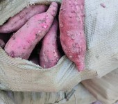 脱毒红薯苗培育基地脱毒原种种薯商薯19