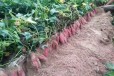 吉林四平红薯苗种植基地面向全国销售高淀粉红薯苗-西瓜红红薯苗