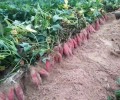 吉林四平红薯苗种植基地面向全国销售高淀粉红薯苗-西瓜红红薯苗