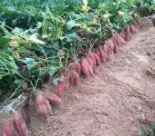 贵州万亩脱毒红薯苗基地大量预定高淀粉脱毒原种种薯