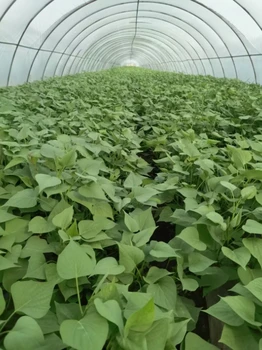 大田擴(kuò)繁苗-脫毒紅薯苗-質(zhì)量好--濟(jì)薯26板栗薯-高產(chǎn)