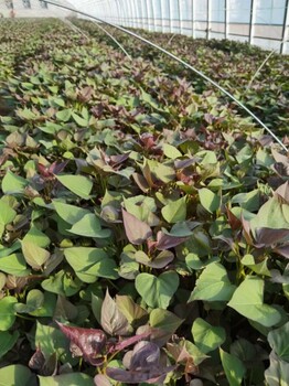 小马红薯苗基地脱毒高淀粉红薯苗商薯19-成活率高-栗子香