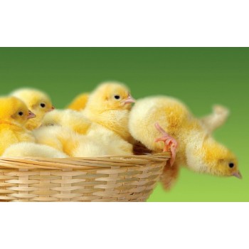 雏鸡为什么会感染上白痢病毒素防治雏鸡感染白痢病毒的办法
