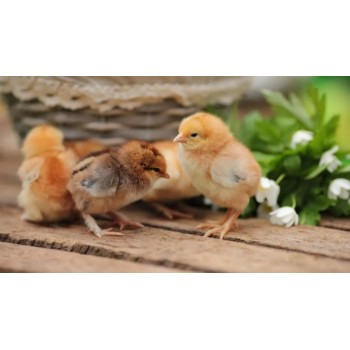 雏鸡为什么会感染上白痢病毒素防治雏鸡感染白痢病毒的办法