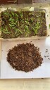 科研五號(hào)連翹苗一年兩年三年各種規(guī)格連翹苗