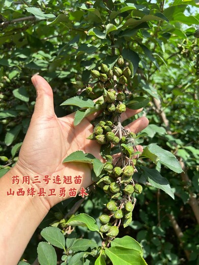 連翹苗山西絳縣選育大果3號連翹苗一年兩年三年藥用連翹苗