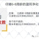 豬價趨勢母豬怎么正確壓制藍耳