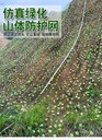 四川綠葉鐵絲網(wǎng)邊坡防護綠葉防真網(wǎng)大葉荷蘭網(wǎng)綠葉荷蘭網(wǎng)銷售廠家