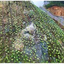 山體綠化防護網(wǎng)樹葉荷蘭網(wǎng)大葉鐵絲網(wǎng)山體偽裝網(wǎng)綠葉荷蘭網(wǎng)