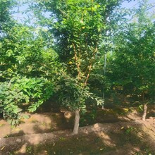 3公分石榴树苗石榴树当年栽植可以挂果吗