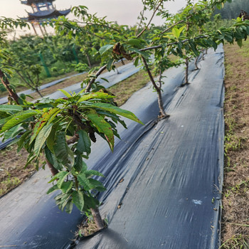陜西果樹除草布廠家大棚透氣透水除草布園林綠化園藝地布廠家