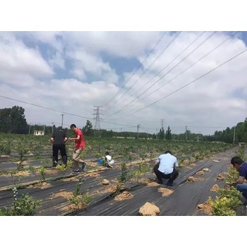 海南陵水防草布厂家，防草布价格，防草布用多久，一平方多少钱?