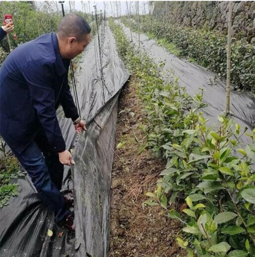 防草布正確鋪設(shè)方法