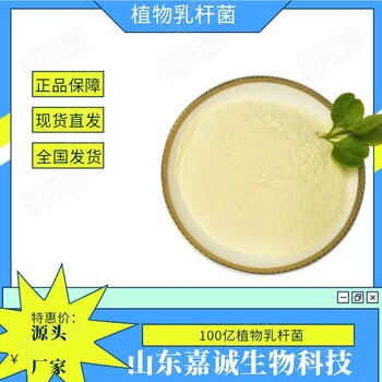泡菜發(fā)酵菌乳酸菌發(fā)酵食品級發(fā)酵菌種乳酸菌廠家