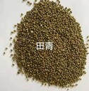 田青種子價(jià)格批發(fā)田青種子