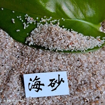 兒童玩耍海沙人造沙灘用海沙