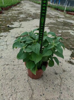 藍霸鼠尾草紅盆20-25高